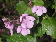 Prostanthera melissifolia