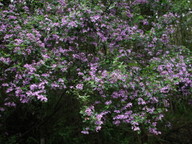 Prostanthera melissifolia