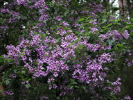 Prostanthera melissifolia