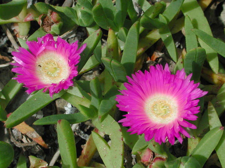 Carpobrotus rossii