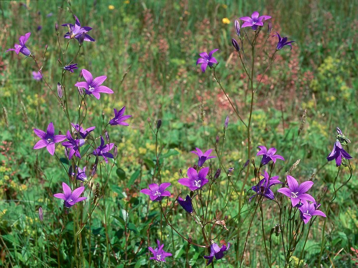 Campanula patula