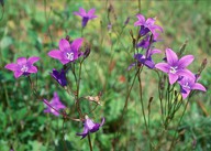 Campanula patula