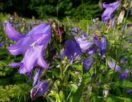 Campanula latifolia