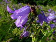 Campanula latifolia