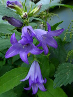 Campanula latifolia