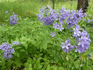 Campanula lactiflora