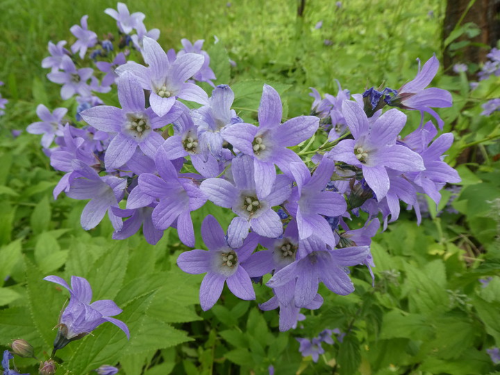 Campanula lactiflora