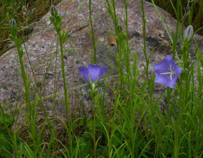 Campanula persicifolia