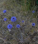 Jasione montana