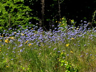 Jasione montana