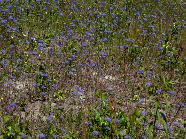 Jasione montana