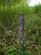 Campanula rapunculoides