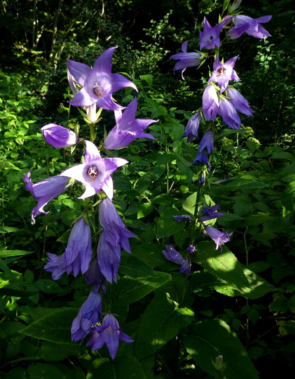 Campanula latifolia