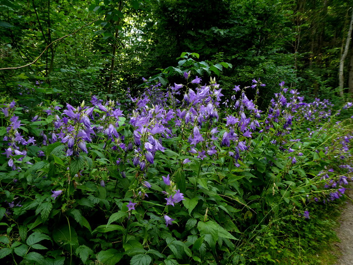 Campanula latifolia