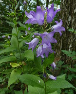 Campanula latifolia