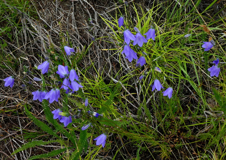 Campanula rotundifolia