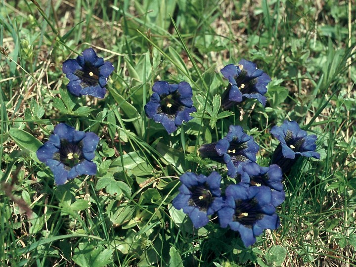 Gentiana kochiana