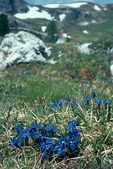 Gentiana verna