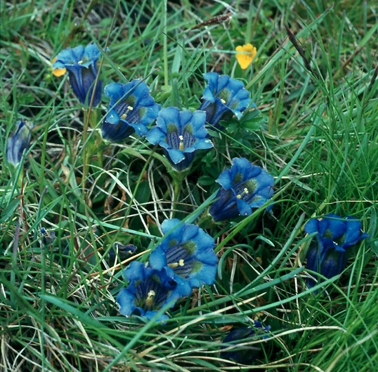 Gentiana kochiana