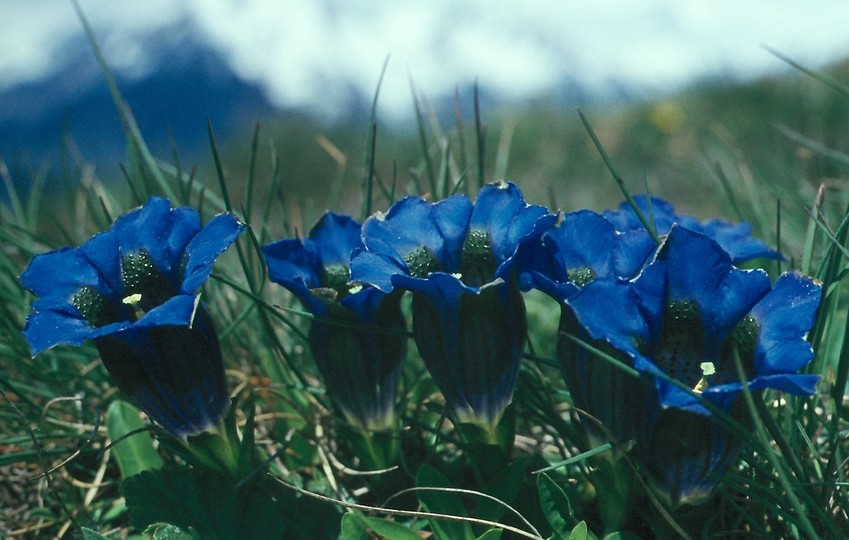 Gentiana kochiana