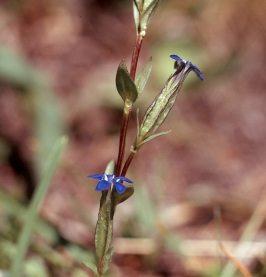 Gentiana nivalis