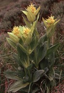 Gentiana lutea