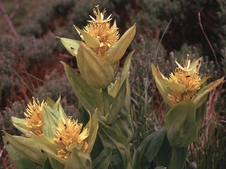 Gentiana lutea