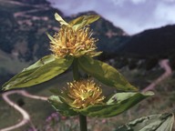 Gentiana lutea