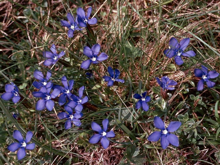 Gentiana verna