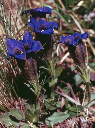 Gentiana kochiana