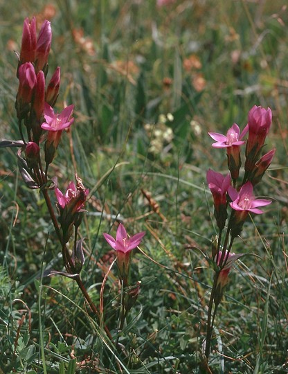 Gentianella germanica?