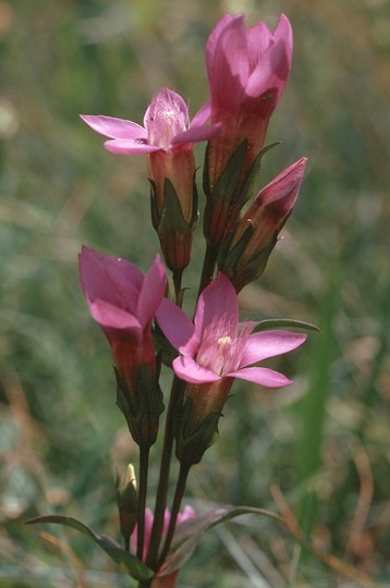 Gentianella germanica?