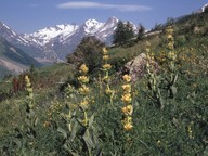 Gentiana lutea