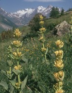 Gentiana lutea