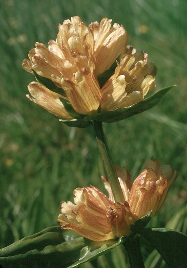 Gentiana burseri