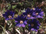 Gentiana pyrenaica