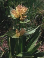 Gentiana punctata