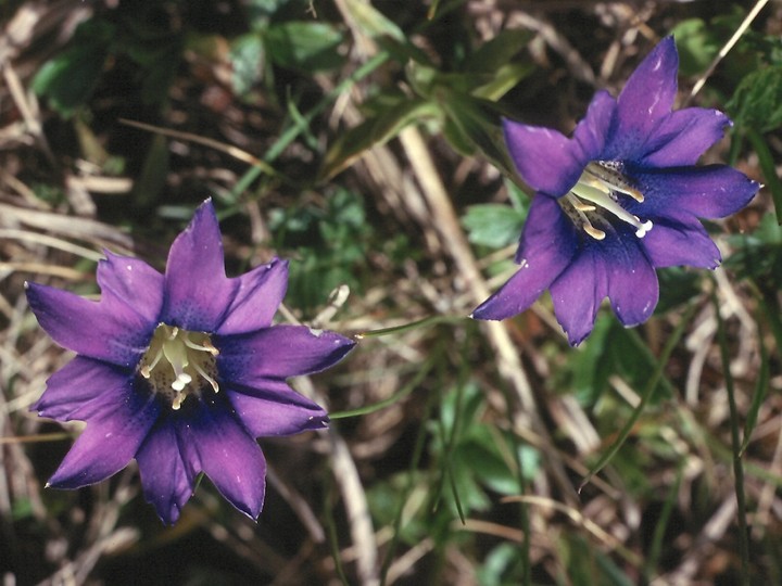 Gentiana pyrenaica