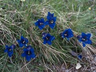 Gentiana kochiana