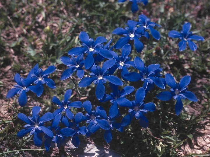 Gentiana verna