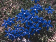 Gentiana verna