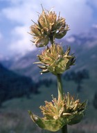 Gentiana lutea