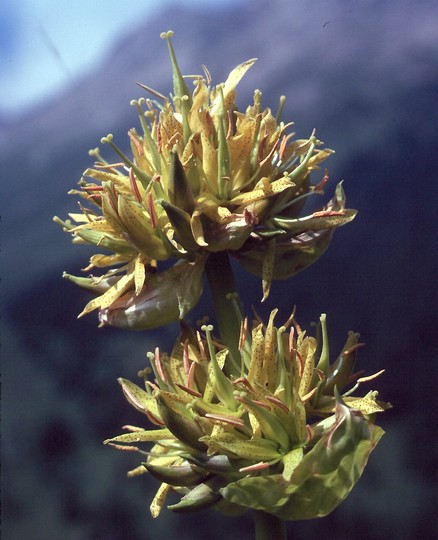 Gentiana lutea