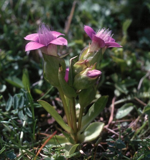 Gentianella campestris