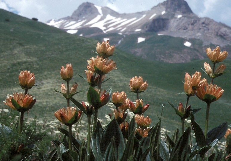 Gentiana burseri