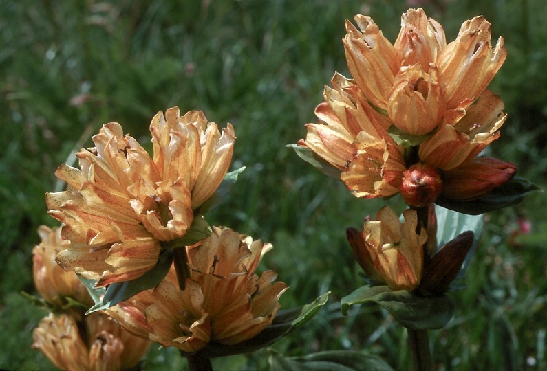 Gentiana burseri