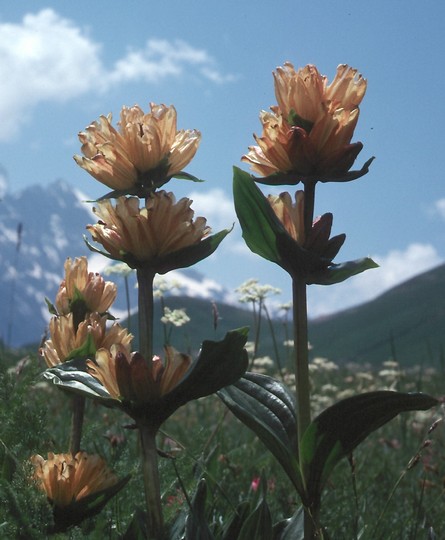 Gentiana burseri