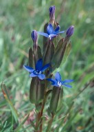 Gentiana utriculata