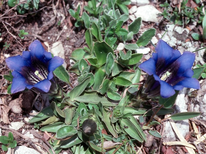 Gentiana clusii