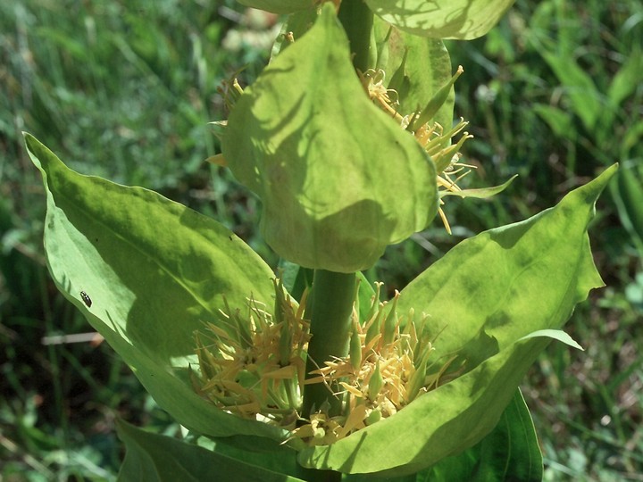 Gentiana lutea